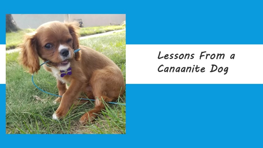 Lessons from a Canaanite&nbsp;Dog